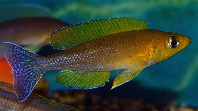 Cyprichromis coloratus